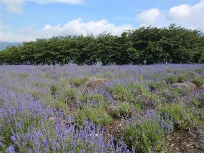 河口湖ハーブフェスティバル2011