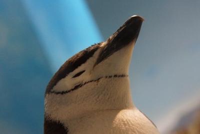 長崎一週間旅③　長崎ペンギン水族館