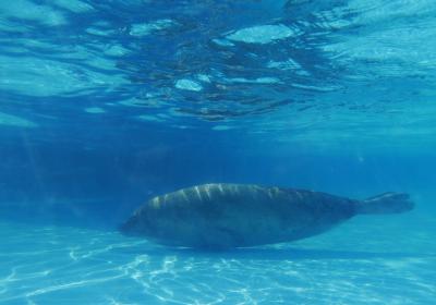 油壷マリンパークは大回遊水槽もすごい！＠三浦半島ぐるり旅'20