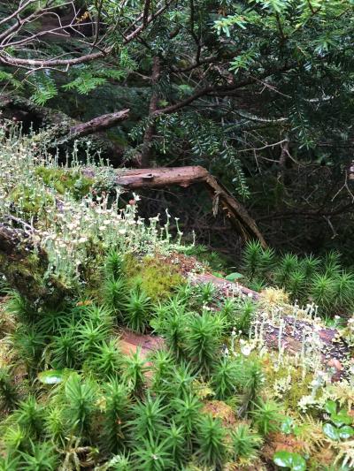 久しぶりのハイキング、白駒池へ