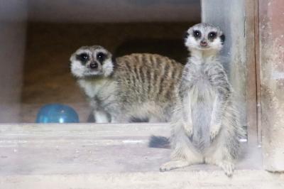 真夏日の日曜午後にさくっと智光山公園こども動物園～ミーアキャットの赤ちゃんもエミューのぱんちゃんも元気でコツメカワウソ父子８頭展示も続行