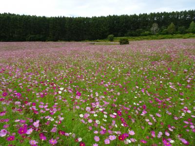 旦那と道東旅行2泊3日☆1日目→コスモス畑・網走監獄・サロマ湖鶴雅リゾートで魚介類堪能