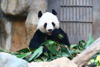 香港★お誕生日祝いで海洋公園へ！　～紅茶冰室・海洋公園～