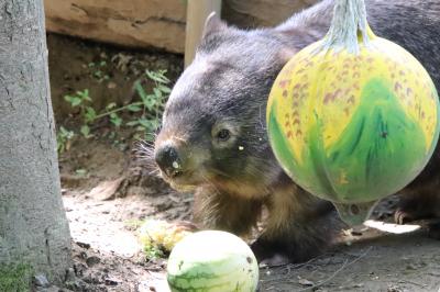 車デビュー！夏の長野・茶臼山動物園（３）残りのミッション・ウォンバットからビントロング・キリン・ライオンの新メンバー～久しぶりのアフリカ平原