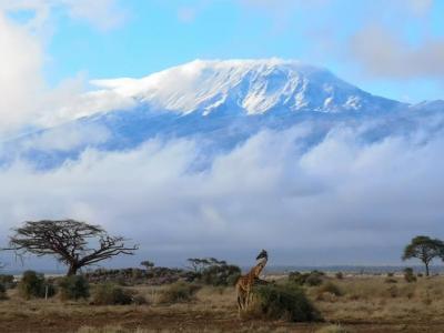 2019年　AFRICA　Wonderful Safari in Kenya ⑤（アンボセリ国立公園）