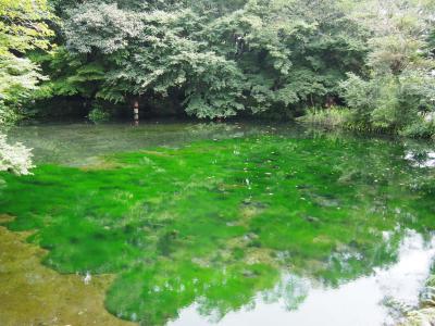 静岡～山梨～長野　湖水と森をめぐる旅　静岡～富士五湖編