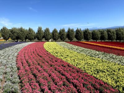 北海道　その３☆ファーム富田編