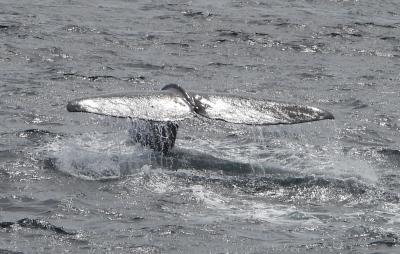 知床でヒグマを観察へ　８月２３日　マッコウクジラクルーズ