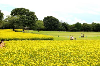 約1年振りの昭和記念公園、花散歩