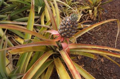 まったりハワイ♪7日間 *4日目*