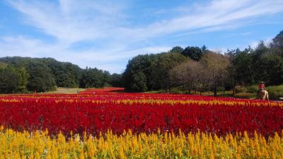 国営武蔵丘陵森林公園の羽毛ゲイトウ
