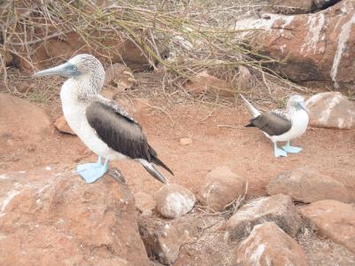 生き物の楽園！ノース・セイモア島に上陸｜ガラパゴス諸島クルーズ記①