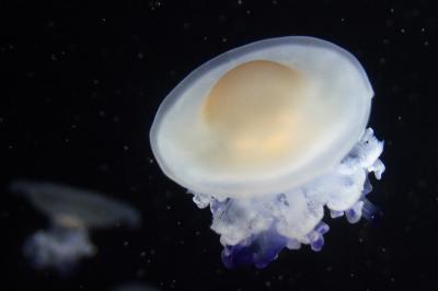 クラゲの水族館でキタゾウアザラシに会ってきたお話 2 クラゲの部