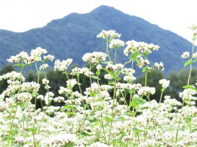 2020年9月福島県下郷町猿楽台地のそば畑と観音沼、養鱒公園で鱒を食べてきました。