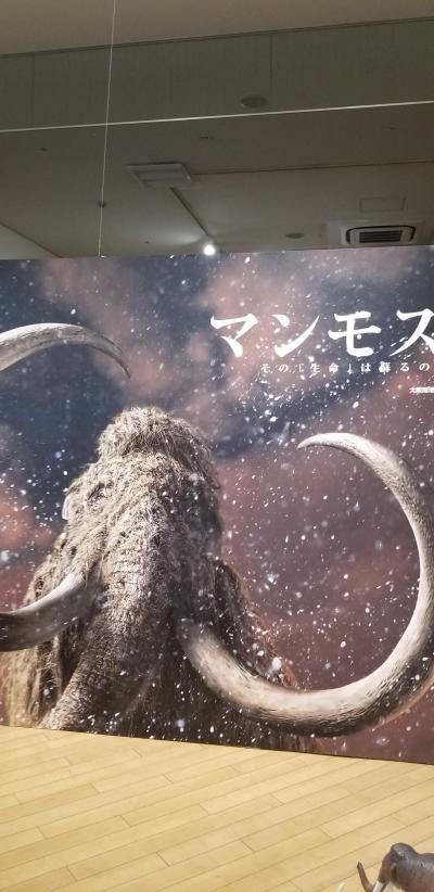 ふらっと大阪南港へ「マンモス展～その「生命」は蘇るのか～」を見に来ました