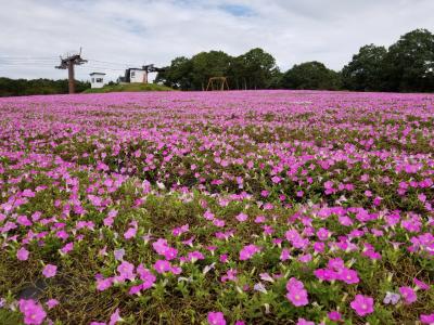 「桃色吐息に包まれて」