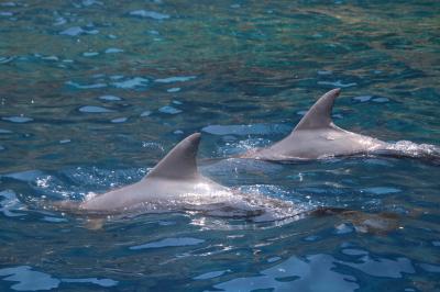 盛夏の小笠原諸島、6日間の旅路 いざ父島へ　その①