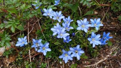 花を求めて八方尾根へ