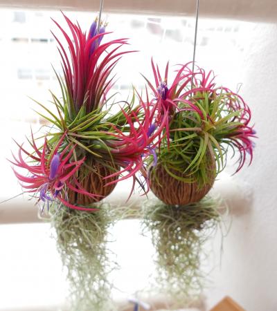 パタヤ生活2020年9月（下）ファランの帰国で一段とパタヤは静かになる