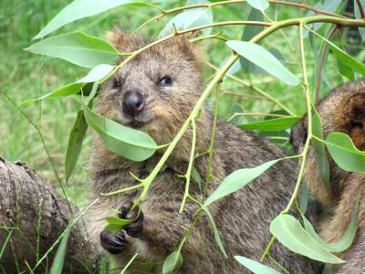 クオッカの笑顔を収穫しに ＠埼玉県こども動物自然公園