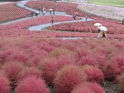 国営ひたち海浜公園でコキア初鑑賞