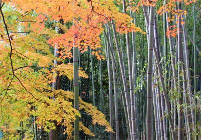 2019古都京都もみじ満喫の旅2泊3日②