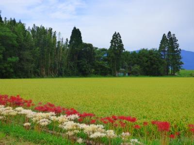 彼岸花はもうお腹いっぱいだけど、もう少しだけ別腹に入れに行く