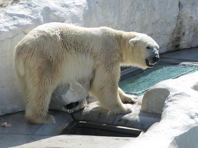 【上野動物園　2018/9】