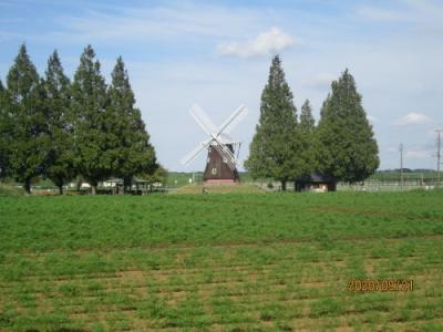 柏市のあけぼの山農業公園・コスモス・2020年9月