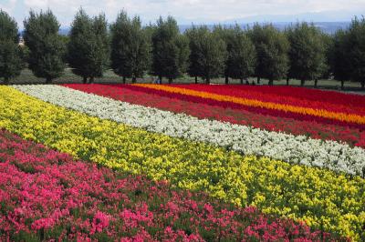 初秋の花畑へＧＯ！　in　中富良野町