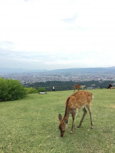 鹿さん達とハイキング@若草山