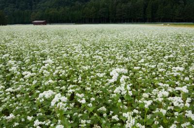 白馬森のわさび農園キャンプ場