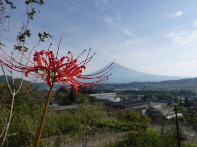 自転車でGO!早朝バージョン =彼岸花を見に興徳寺へ(2/3 興徳寺)= 2020.09.22