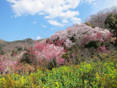 リカちゃんと花見山公園。