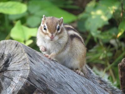 子連れで埼玉へドライブ☆ 十勝亭・三県境・りすの家・永田公園の夜景☆