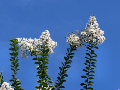 初秋の大阪万博記念公園 「自然文化園（ナツズイセン畑・夏の花八景・その他）」で花を見て、「日本庭園」で心の洗濯をする。（2020）　