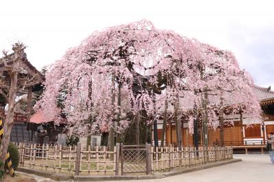 花見山と二本松の桜