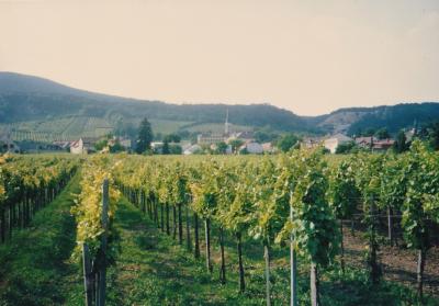 １９９２年のオーストリア―ワイン産地等ー