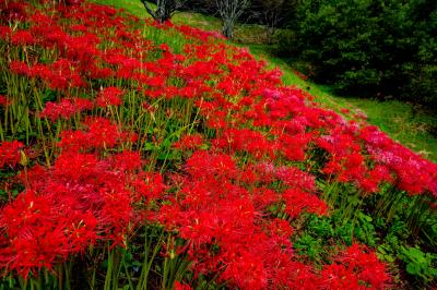 風の郷公園のリコリス　2020