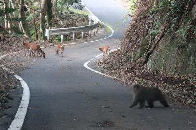 山登りなしで屋久島を楽しんでみました