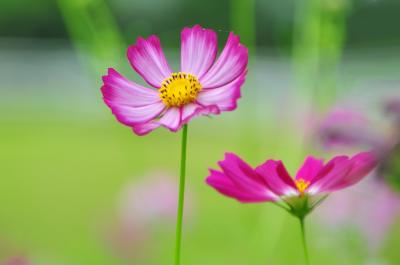 「木曽三川公園センター」”秋の花物語”始まる前に&#8252;&#65039;