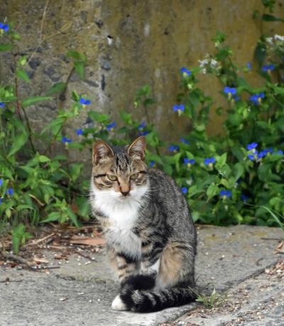 リベンジ！！牡鹿半島沖の島めぐり　猫の楽園島と金華山に登る旅　２日目