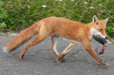 知床でヒグマを観察へ　８月２４日　定置網漁見学、ヒグマ探すも発見できず