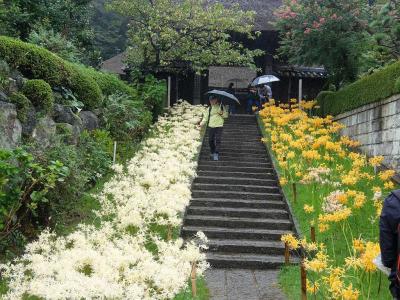 西方寺の赤・白・黄の曼殊沙華