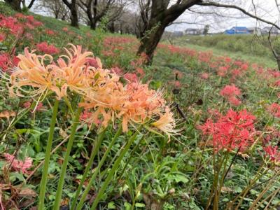 埼玉・彼岸花の咲く堤2020～吉見のさくら堤公園～