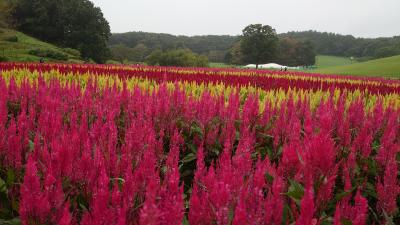 2020年9月 埼玉温泉旅行♪森林公園で羽毛ゲイトウとコリウス♪温泉巡り