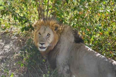 2019年　AFRICA　Wonderful Safari in Kenya⑭（マサイ・マラ国立保護区）