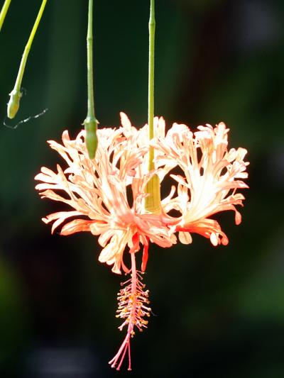 秋の花咲く神代植物公園と深大寺（2020）