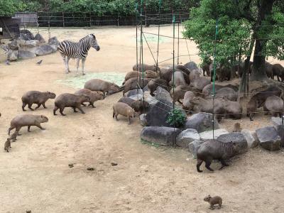 秋の徳島(1)  カピバラ