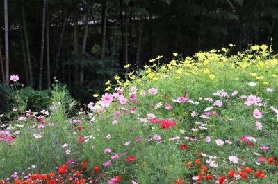 半年ぶりの花散歩、里山ガーデン・・・